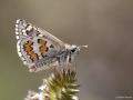 Pyrgus sidae (Sarıbandlı Zıpzıp)